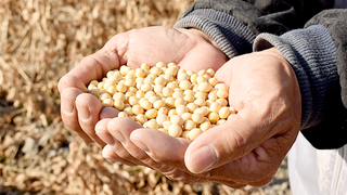 [Classic Flavor] Sonomono Natto Powder